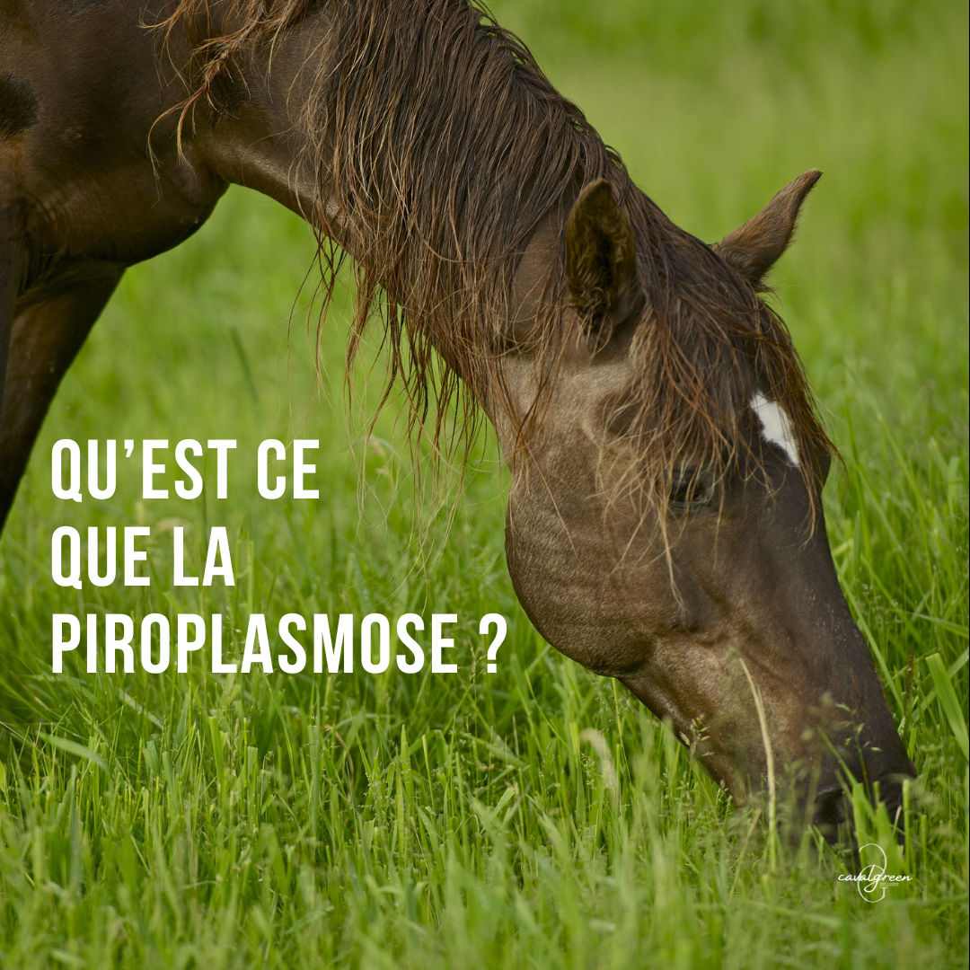 Qu'est ce que la piroplasmose ?