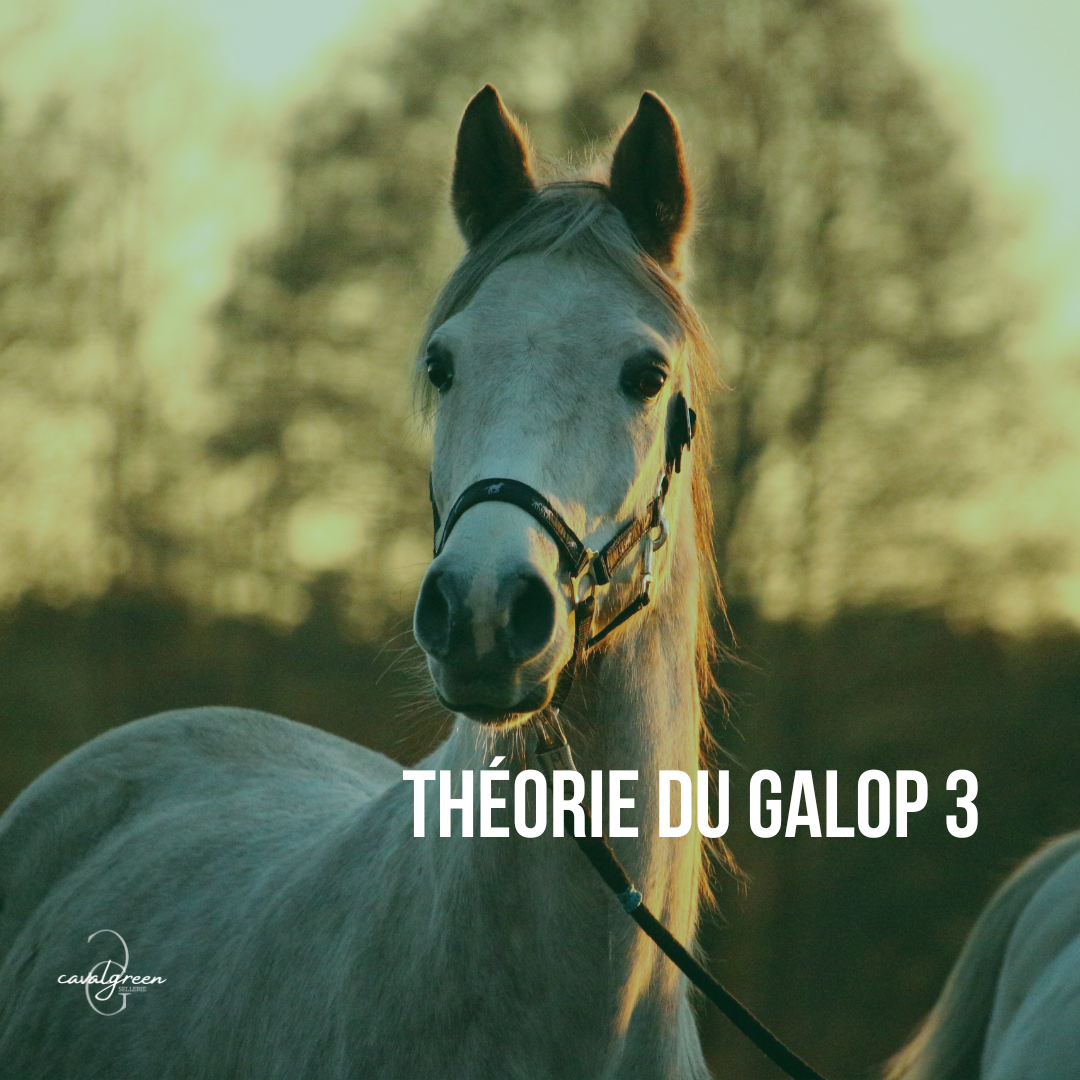 Préparer la théorie de son Galop 3