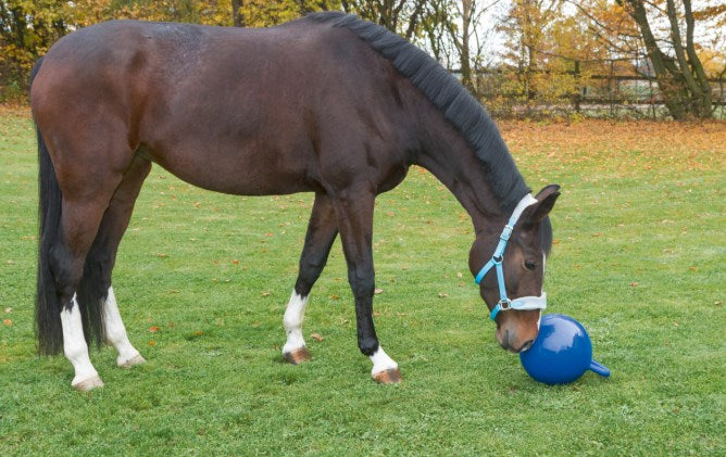 Balle à jouer pour chevaux - Kerbl