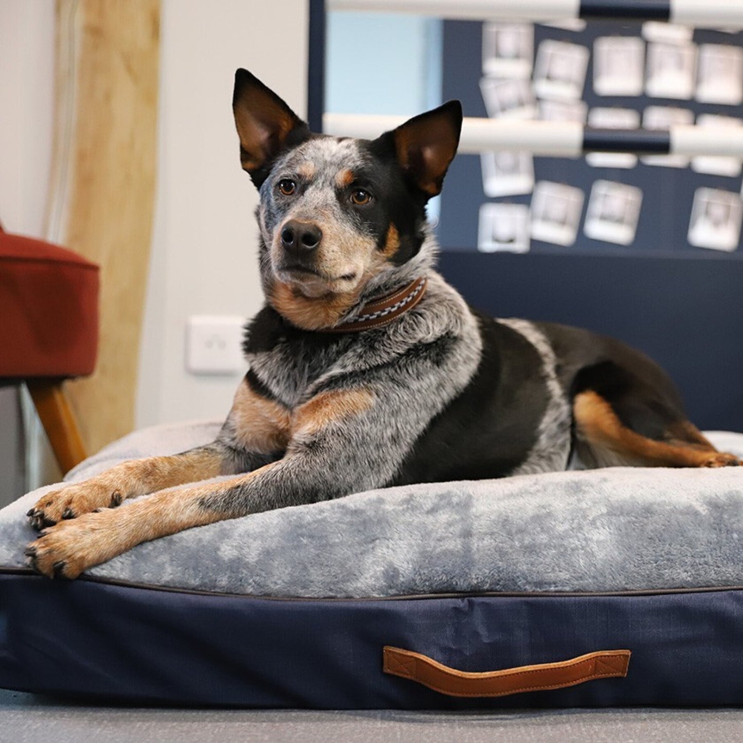Tapis pour chien - Antarès