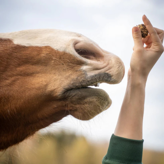 Friandises Fenouil Aubépine - CZH'Feed & Care