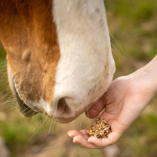 Friandises pissenlit - CZH'Feed & Care