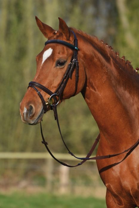 Bridon Leitrim 2300 noir - Stübben