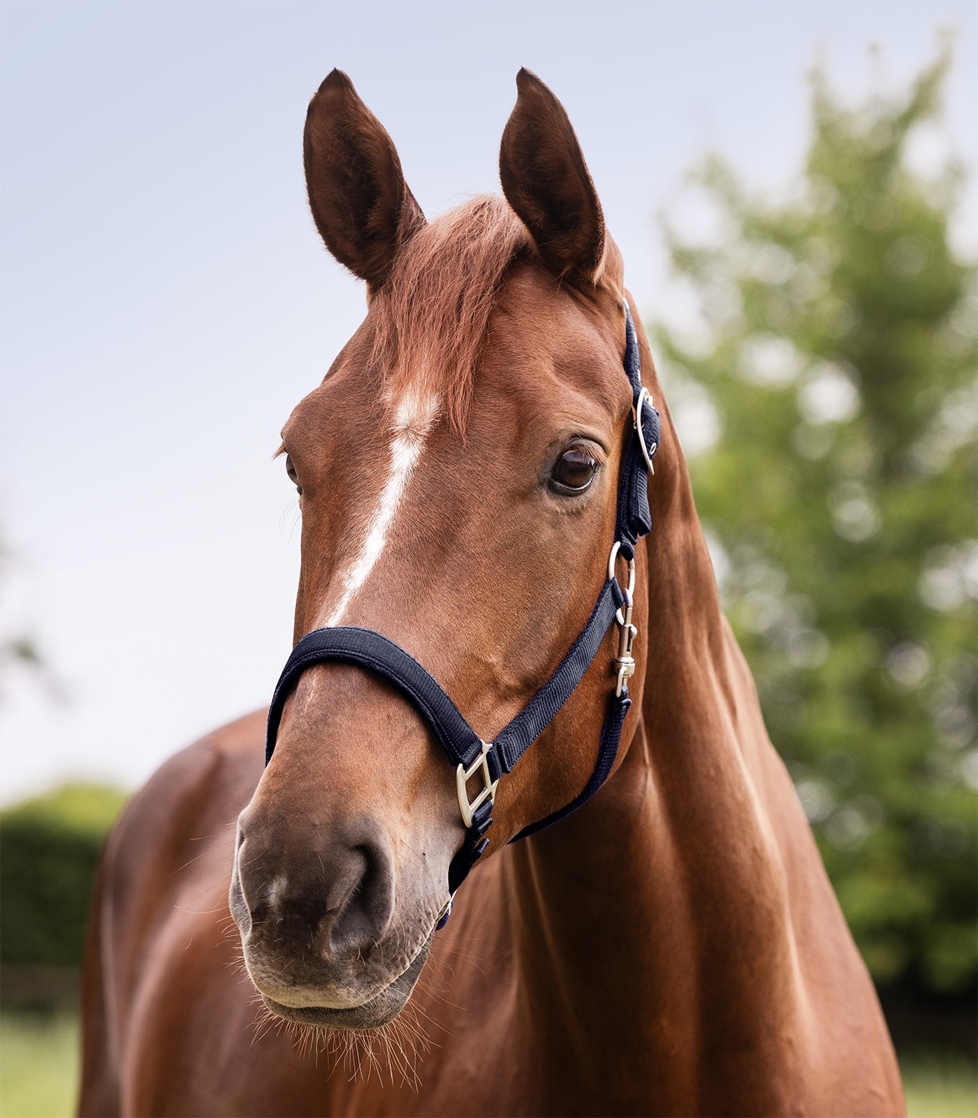 Licol Satin Bleu Grand Cheval ou Trait - Waldhausen