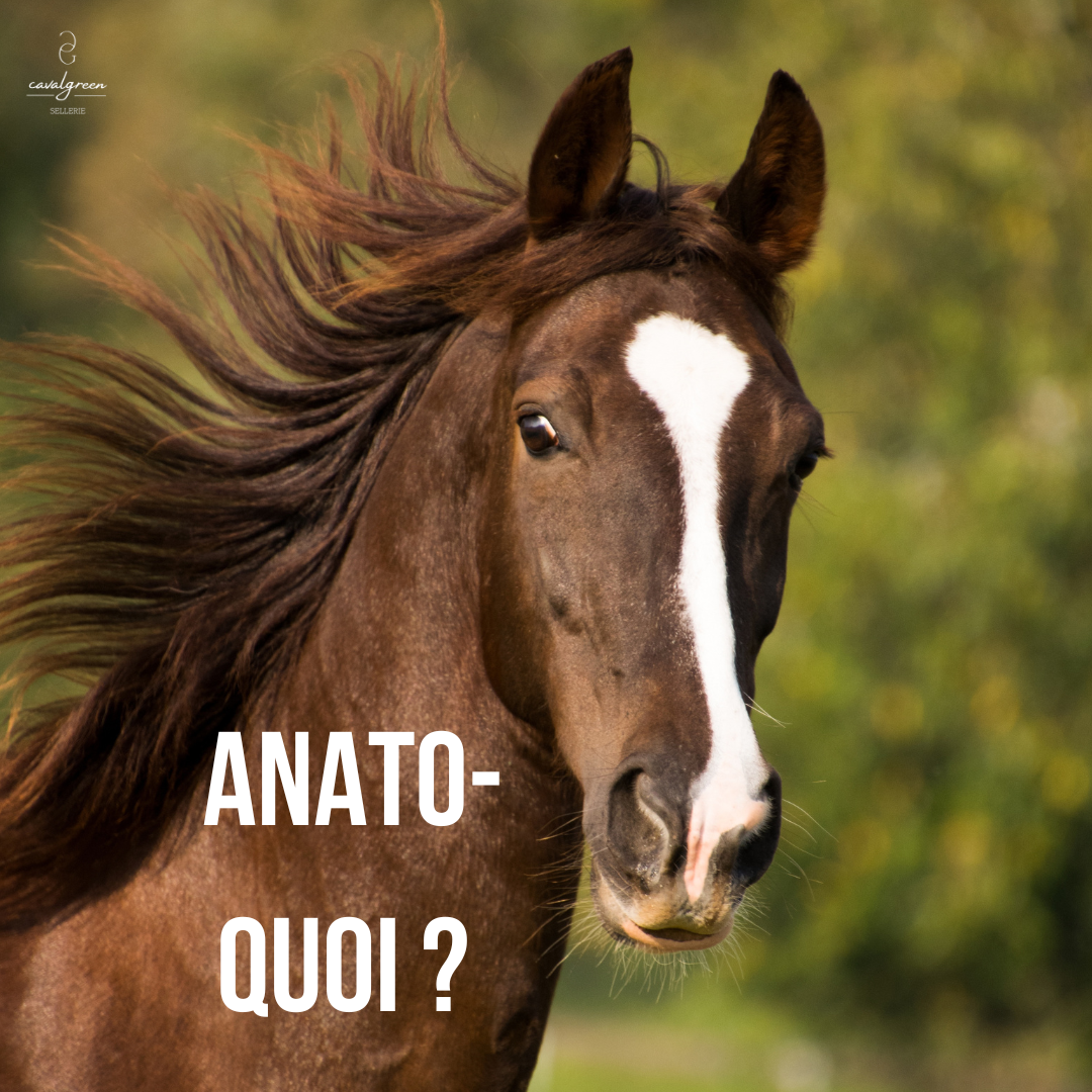 Anato-quoi ?