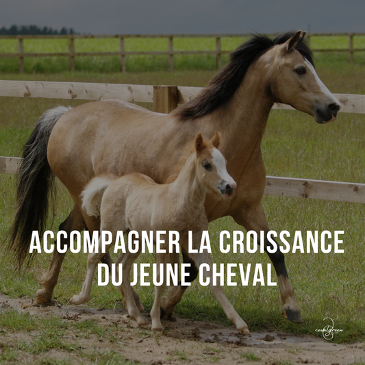 Accompagner la croissance du jeune cheval