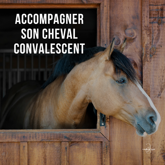 Accompagner son cheval convalescent