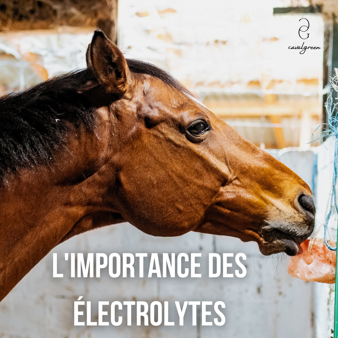 Chaleur + effort = électrolytes