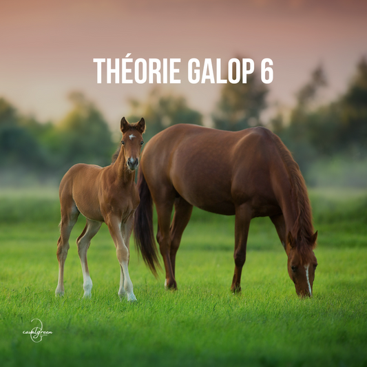 Préparer la théorie de son Galop 6