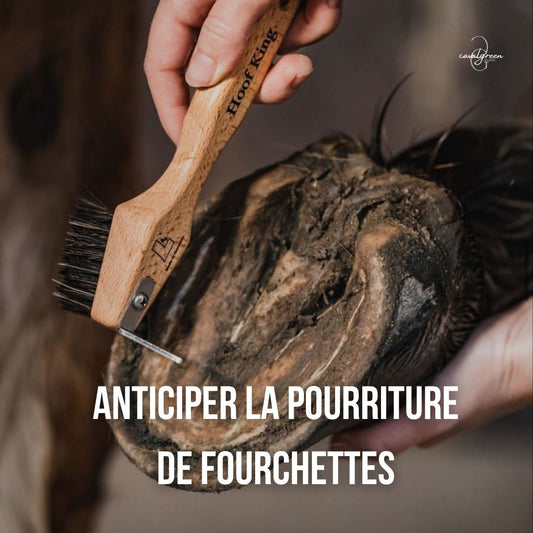 La pourriture de fourchette