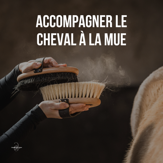 La mue du cheval au printemps