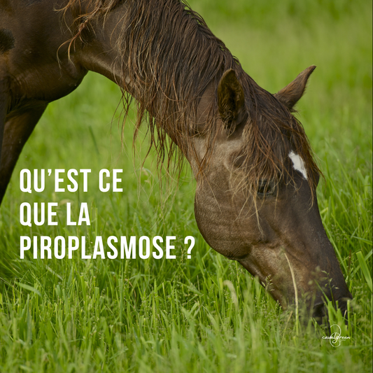Qu'est ce que la piroplasmose ?