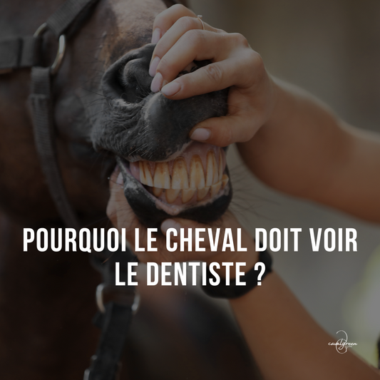 Pourquoi le cheval doit voir le dentiste ?