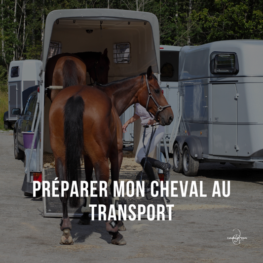 Préparer mon cheval au transport