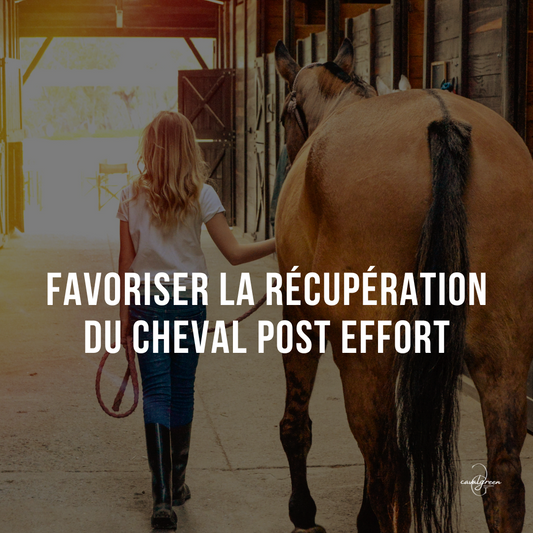 Favoriser la récupération du cheval après un effort
