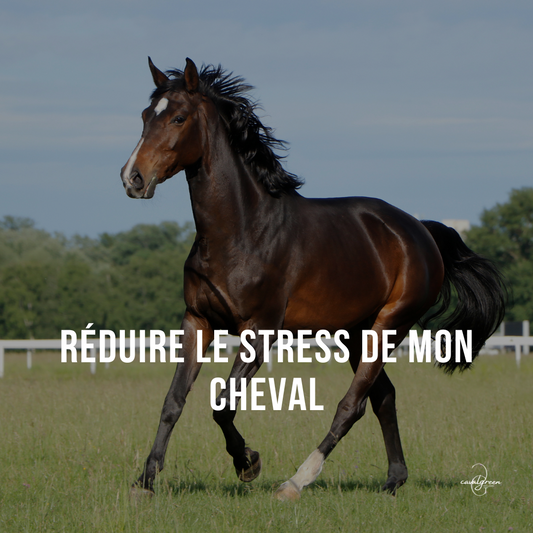 Réduire le stress de mon cheval