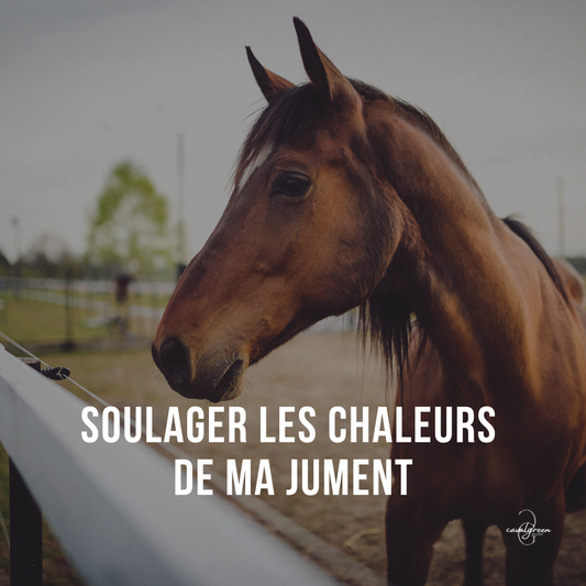 Soulager sa jument durant ses chaleurs