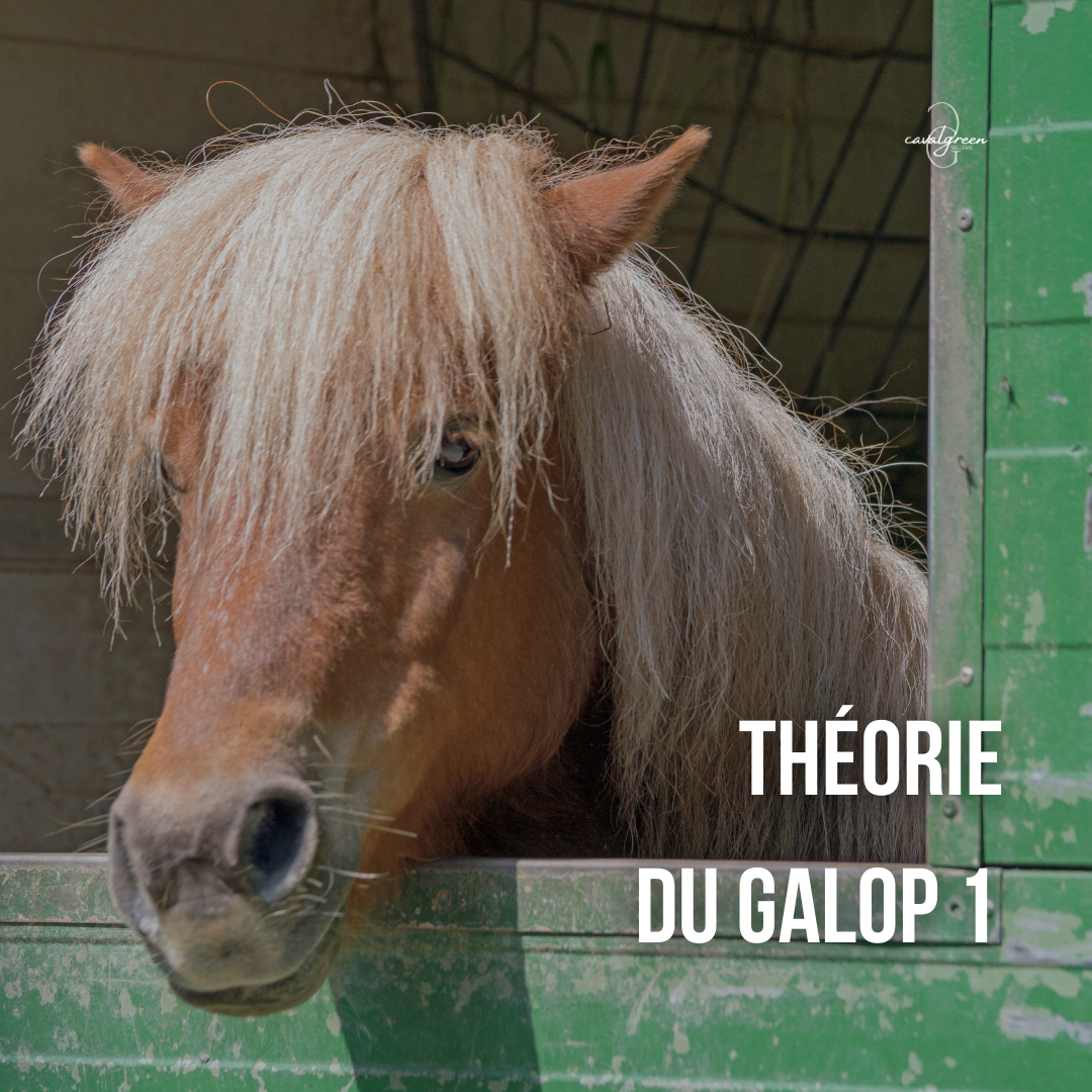 Préparer la théorie de son Galop 1