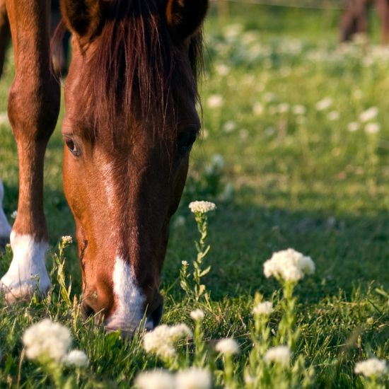 Soins et Compléments Cheval