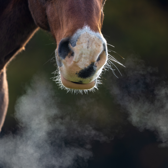 Respiration et toux