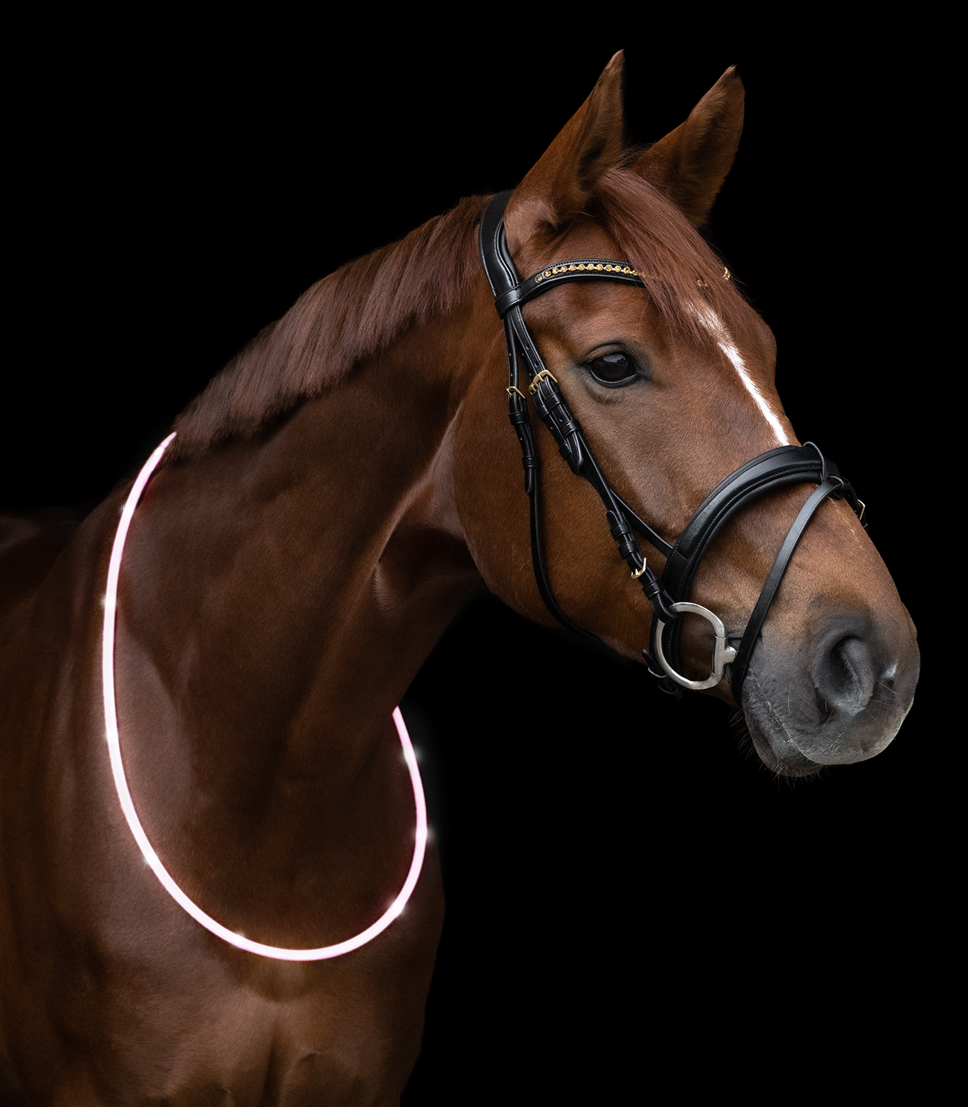 Collier d'encolure cheval LED blanc - Waldhausen