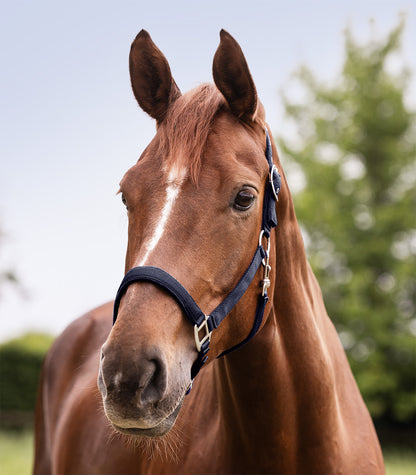 Licol Satin Bleu Grand Cheval ou Trait - Waldhausen