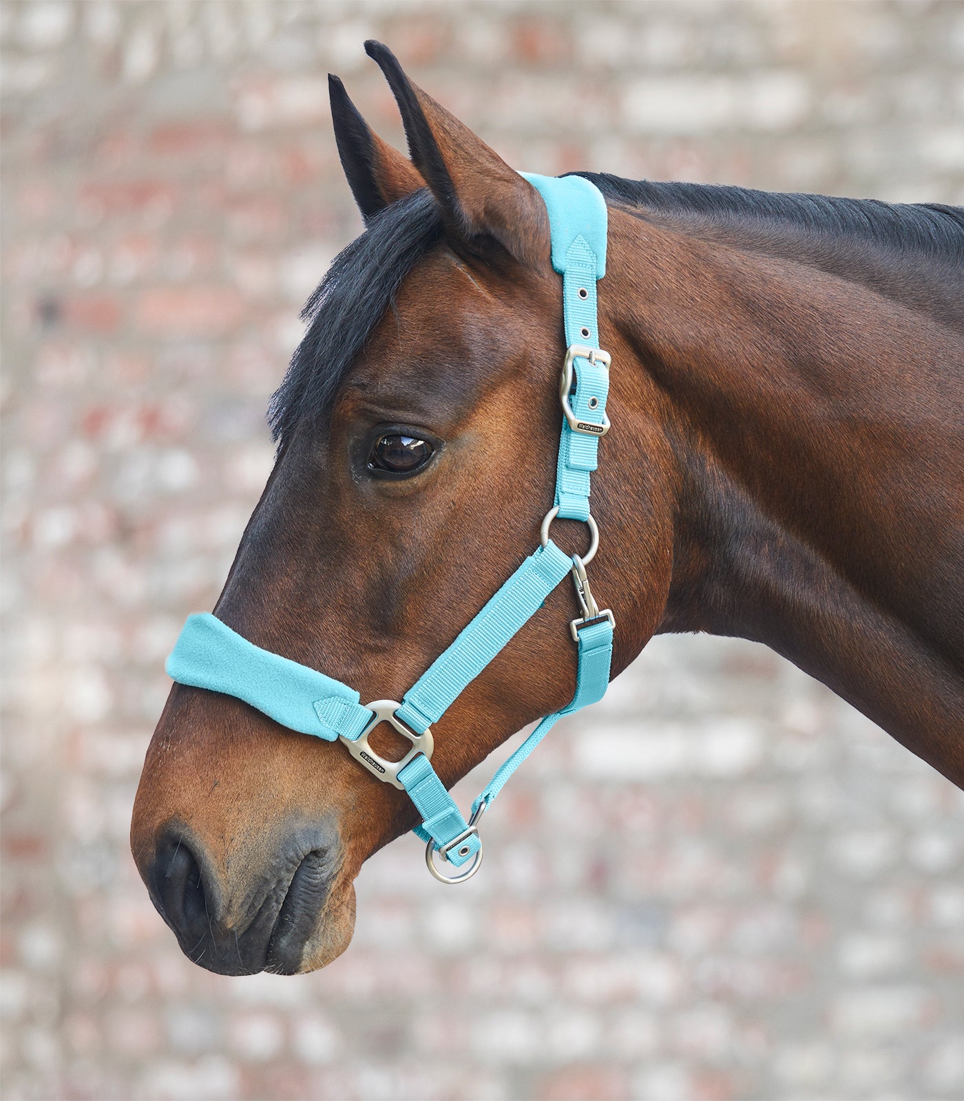 Licol Premium Soft bleu clair Poney - Waldhausen