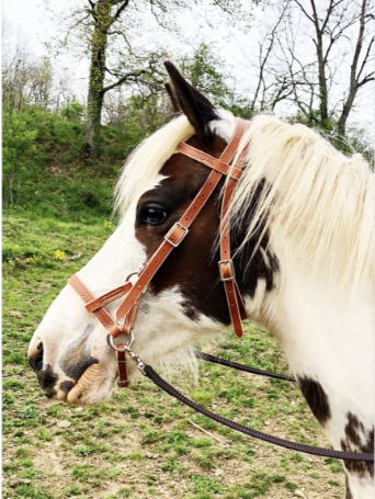 Side-pull cuir marron - Ronzon Legend